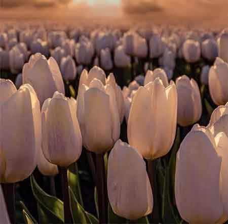 دانلود آهنگ پدرم علی سلامی